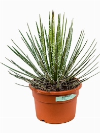 Agave filifera Groen 50 cm