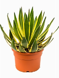 Agave lopantha Groen|geel 50 cm