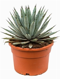 Agave macroacantha Grijs 40 cm