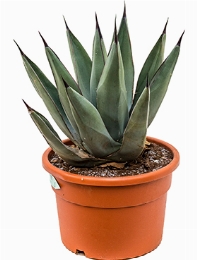 Agave nigra Grijs 50 cm