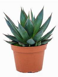 Agave shaka zulu Groen 25 cm