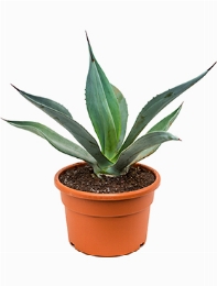 Agave weberi Groen 50 cm