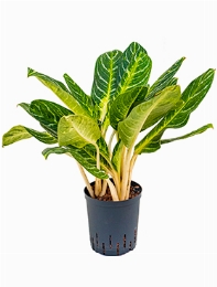 Aglaonema Key lime Toef 60 cm