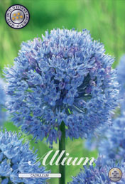 Allium Caeruleum met 5 zakjes verpakt a 15 bollen