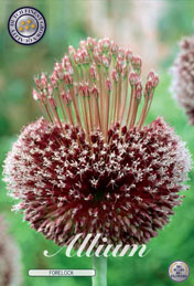 Allium Forelock met 5 zakjes verpakt a 1 bollen