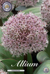 Allium Karataviense met 5 zakjes verpakt a 5 bollen