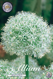 Allium Mount Everest met 5 zakjes verpakt a 1 bollen