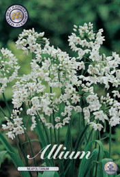 Allium Neapolitanum met 5 zakjes verpakt a 20 bollen