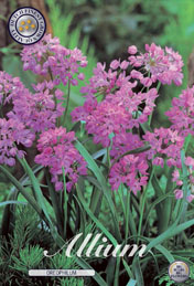 Allium Oreophilum met 5 zakjes verpakt a 20 bollen