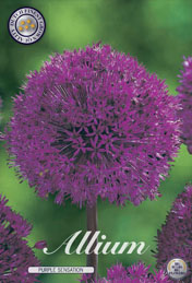 Allium Purple Sensation met 5 zakjes verpakt a 5 bollen