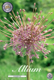 Allium Schubertii met 5 zakjes verpakt a 3 bollen