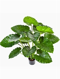 Alocasia calidora Bush