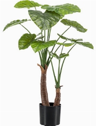 Alocasia Vertakt (14 lvs.) 0