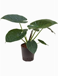 Alocasia wentii 75 cm