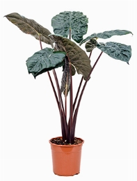 Alocasia yucatan princess Bush 125 cm