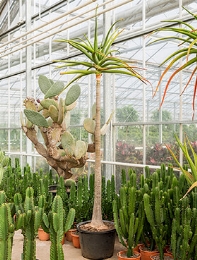 Aloe bainesii (barberae) Stam vertakt 275 cm