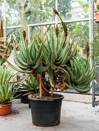 Aloe castanea esemplare 160 cm