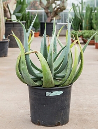 Aloe globuligemma 70 cm