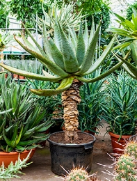 Aloe marlothii Stam 150 cm