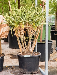 Aloe ramosissima Stam vertakt 110 cm