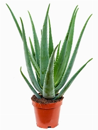 Aloe vera barbadensis 60 cm