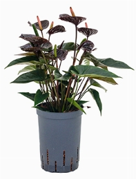 Anthurium andraeanum Black Bush Zwart 40 cm