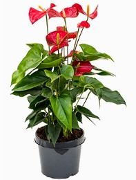 Anthurium andraeanum Sierra Bush Rood 60 cm