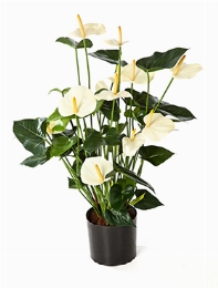 Anthurium Bush Cream