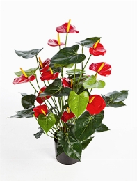 Anthurium Bush Red