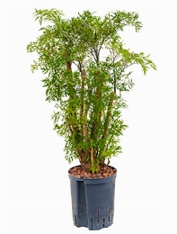 Aralia (polyscias) ming Vertakt 75 cm