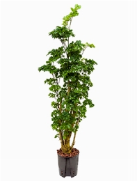 Aralia (polyscias) roble Vertakt 75 cm