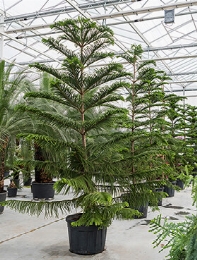 Araucaria heterophylla Bush 450 cm