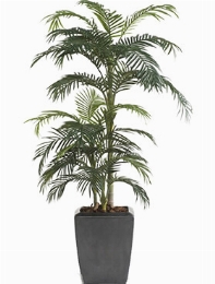 Areca Bush (33 lvs.)