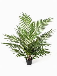 Areca Bush