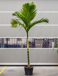 Areca catechu Stam 450 cm