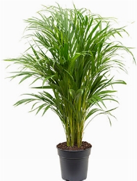 Areca (chrysalidoc.) lutescens Toef 110 cm