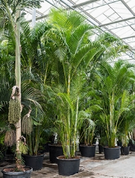 Areca (chrysalidoc.) lutescens Toef 500 cm