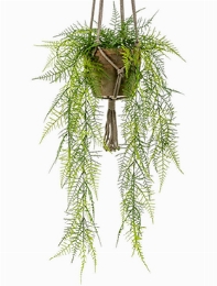 Asparagus plumosus Bush (15 lvs.)