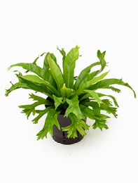 Asplenium amy 25 cm