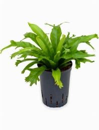 Asplenium amy 35 cm