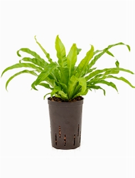 Asplenium antiquum 35 cm