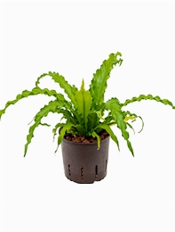 Asplenium osaka 30 cm