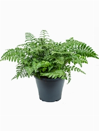 Asplenium parvati Bush 45 cm