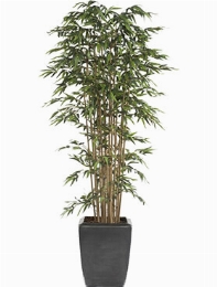 Bamboo Vertakt (1520 lvs.)