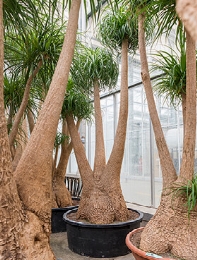 Beaucarnea recurvata Vertakt 250 cm