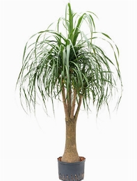 Beaucarnea recurvata Vertakt (80) 130 cm