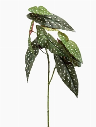 Begonia maculata Tak 0