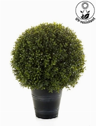 Boxwood Ball 25