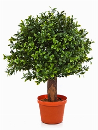 Boxwood Bol