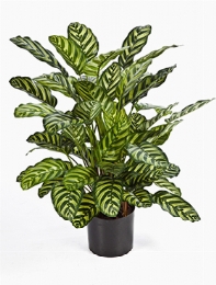 Calathea Bush (65 lvs.)